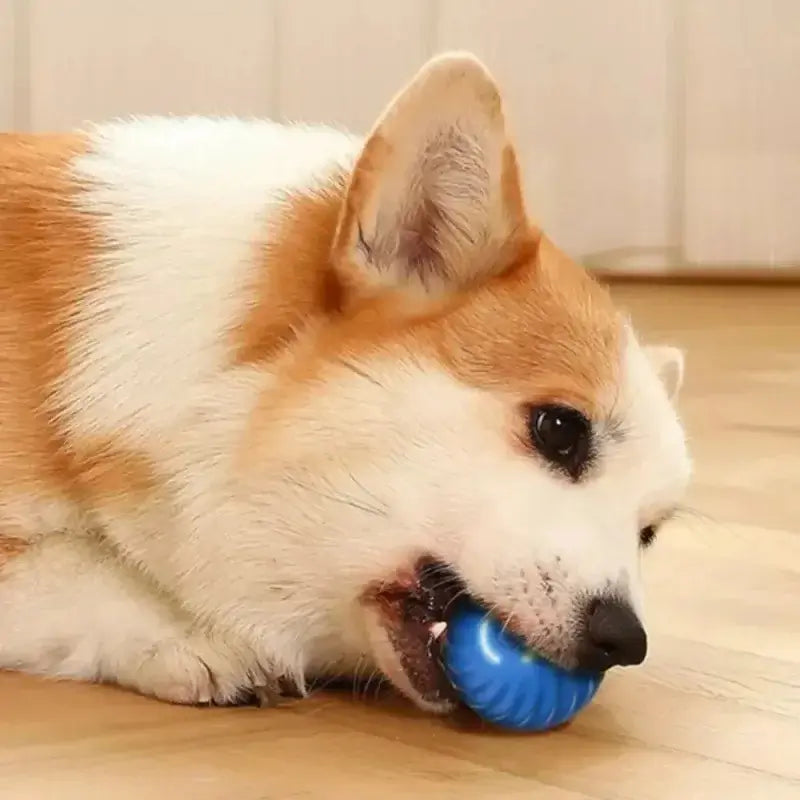 Small dog playing with glowing pet ball indoors