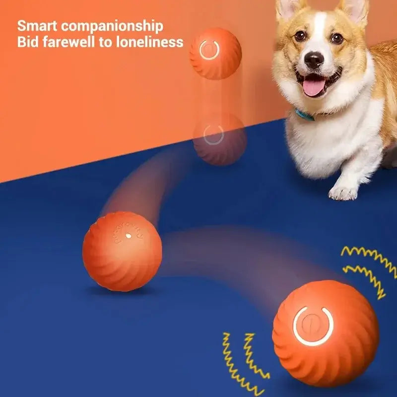 Small dog playing with glowing pet ball indoors