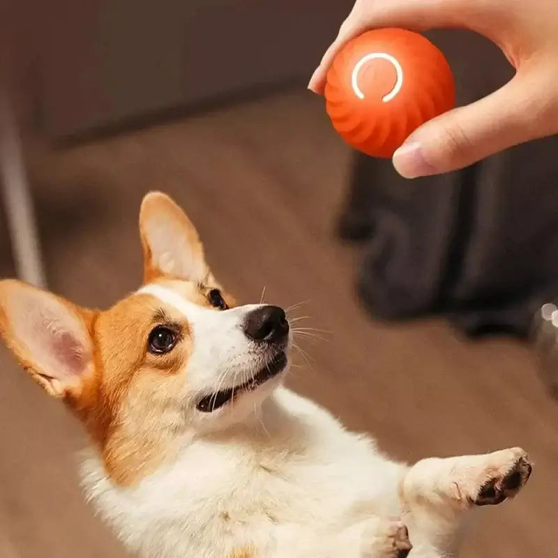 Small dog playing with glowing pet ball indoors