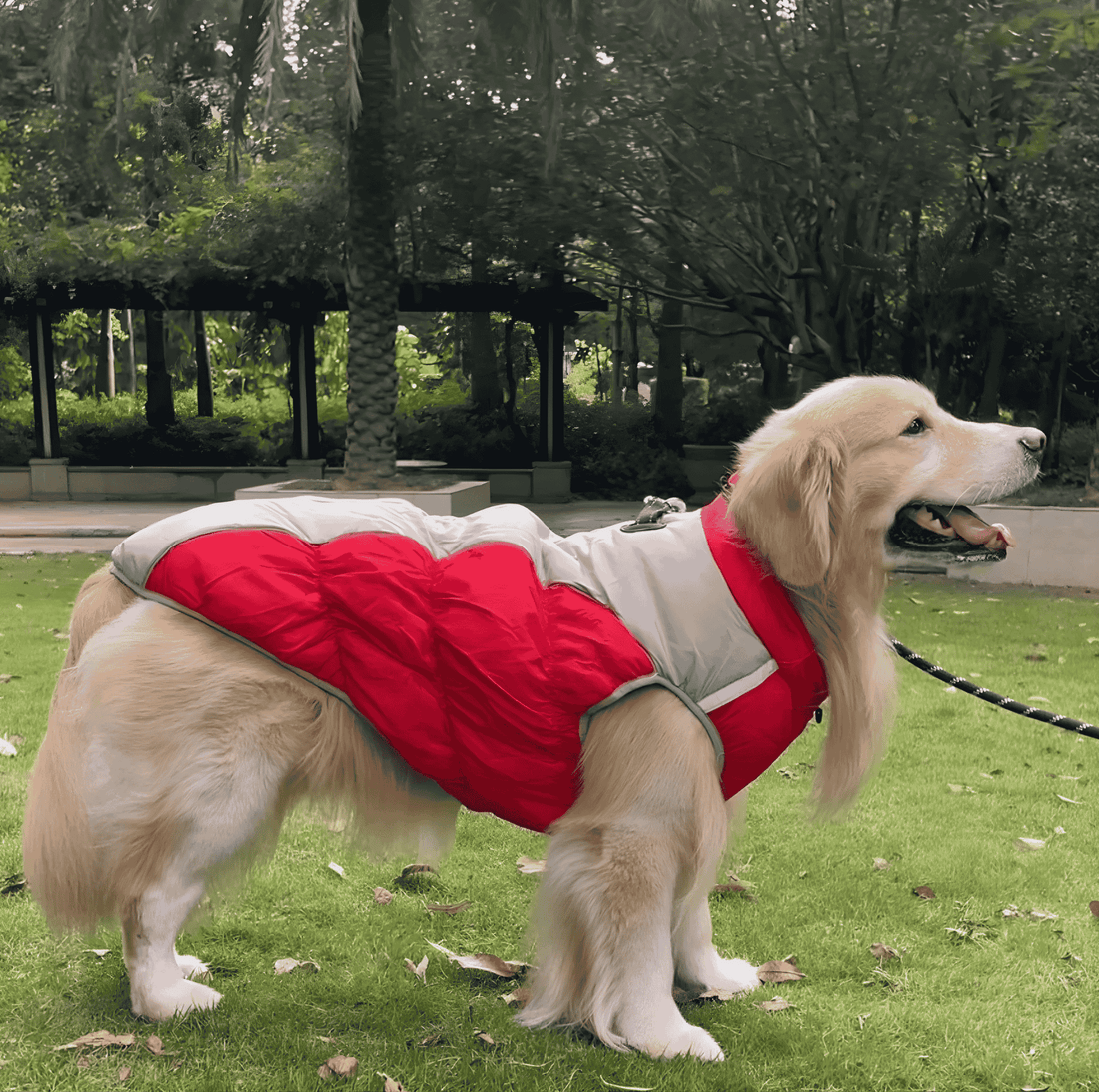 best dog jacket guide for winter