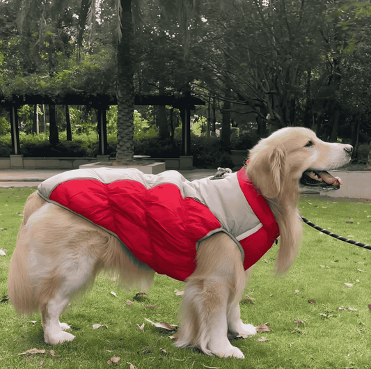 best dog jacket guide for winter