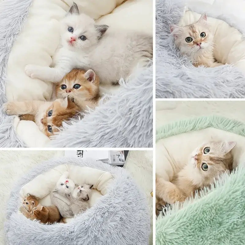 Cat curled up in calming pet bed with cover