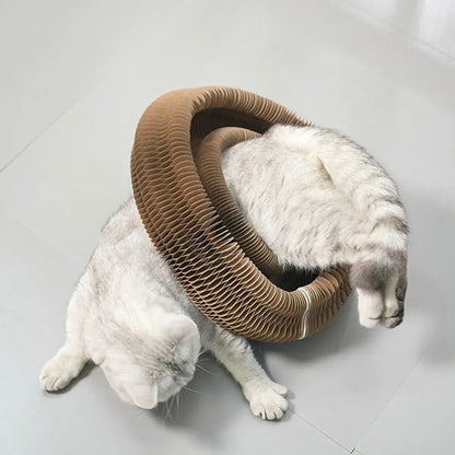 Cat entering circular tunnel made from PurrFlex scratcher