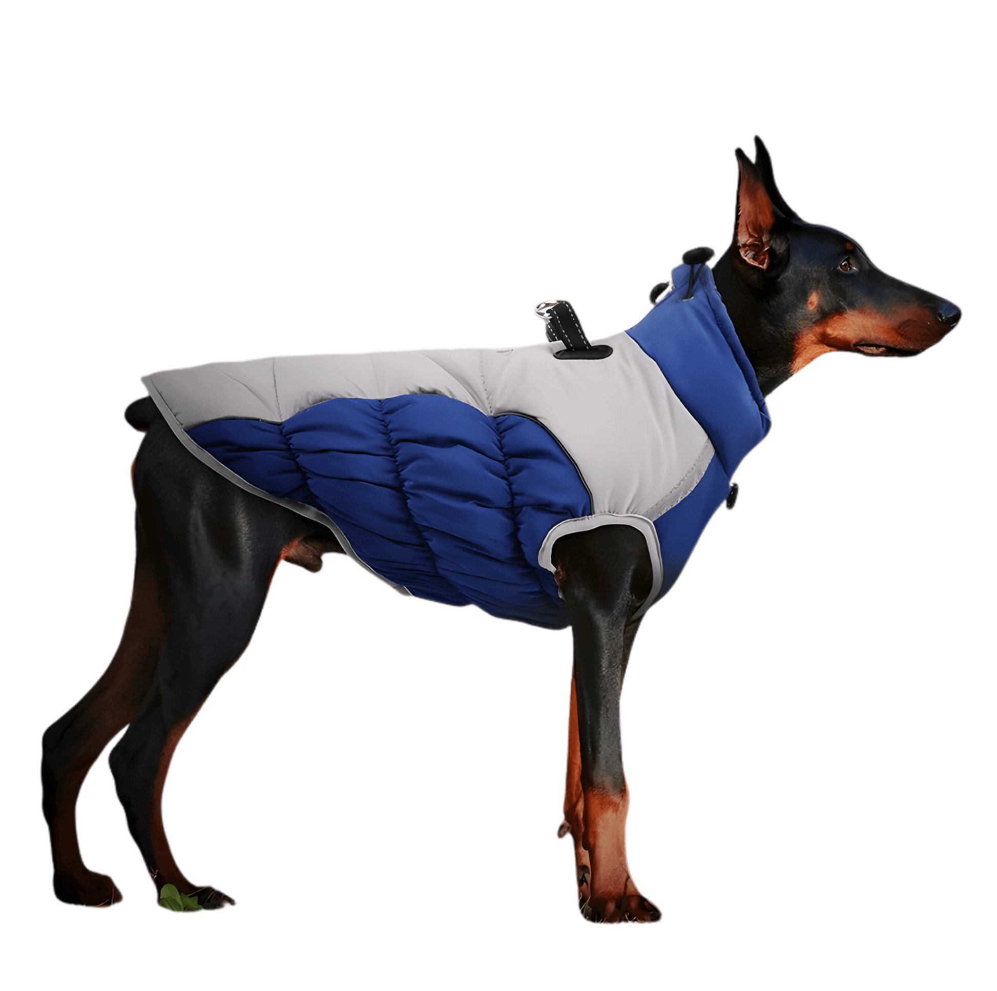 winter dog coat navy blue with built-in harness